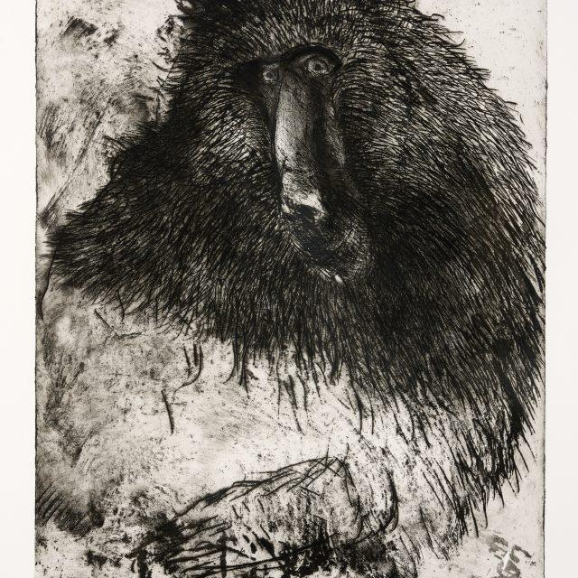 A drawing depicting an ape, looking forwards