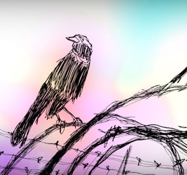 A hand drawn crow sits on barbed wire, against a light pink and blue sky
