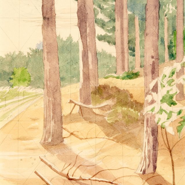 study of forest, nature, trees